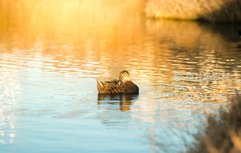 在金色夕阳的余晖下，鸭子在安静的池塘里游泳