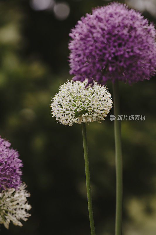 葱属植物