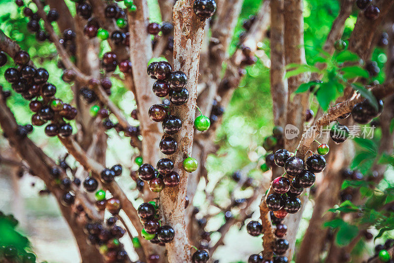 Jabuticaba