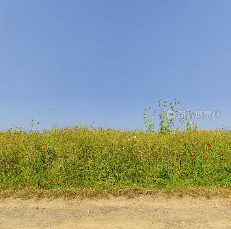 风景如画的花场边缘，蓝天下的复制空间