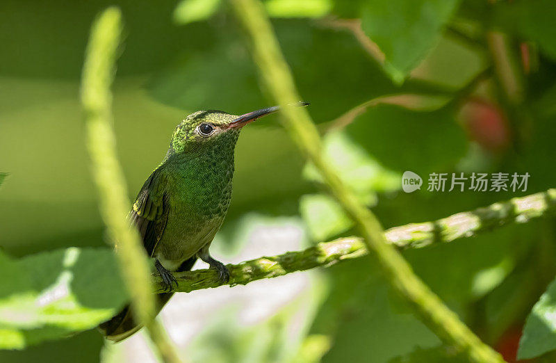 哥斯达黎加，一只红尾蜂鸟停在树枝上