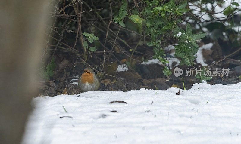 罗宾在英国花园的雪地里