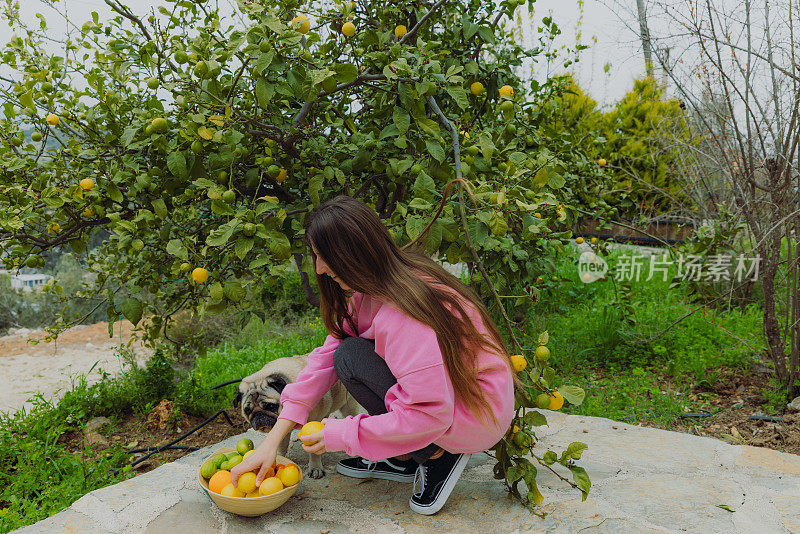快乐的女人在粉红色的运动衫和狗在花园里收获柑橘类水果在土耳其