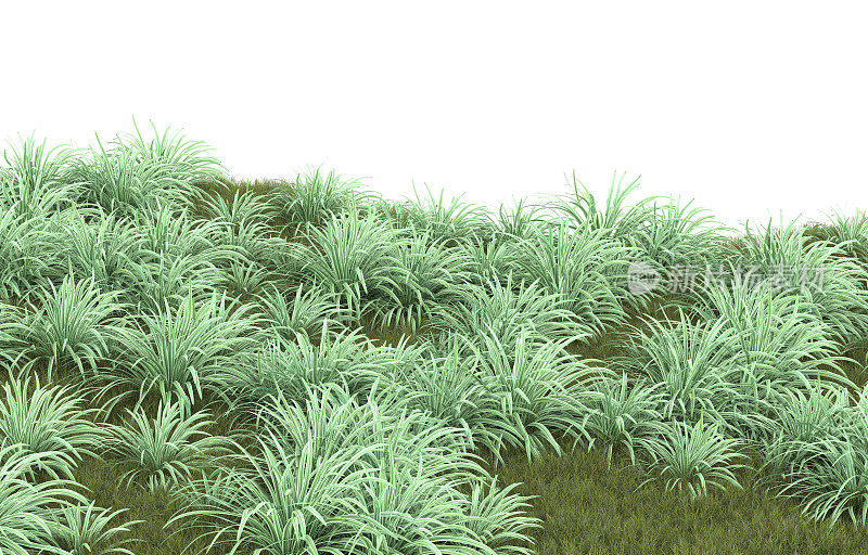 背景上孤立的草地。三维渲染-插图