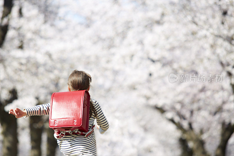 一个小学女孩沿着樱桃树两旁的街道奔跑的背影
