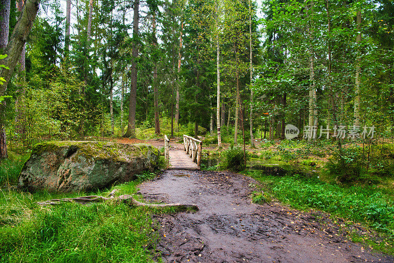 俄罗斯维堡monrepos公园森林中的桦树小桥