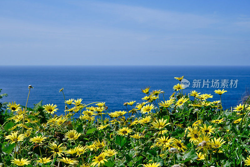 黄花盛开的海边春色