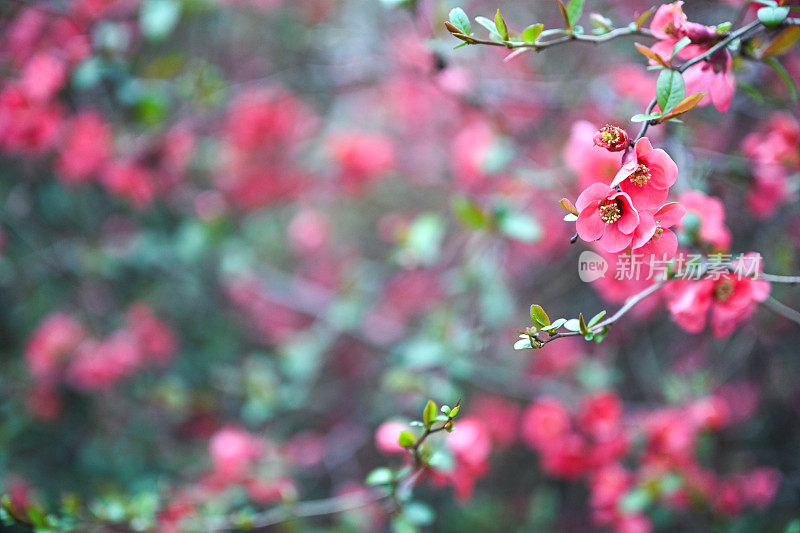 榅桲树开花