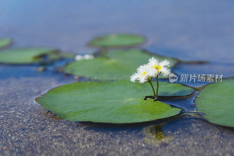 池塘