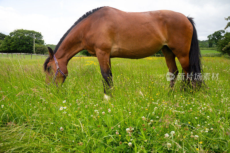 马在草地上——美丽的海湾马在一个夏日安静地在草地上吃草。
