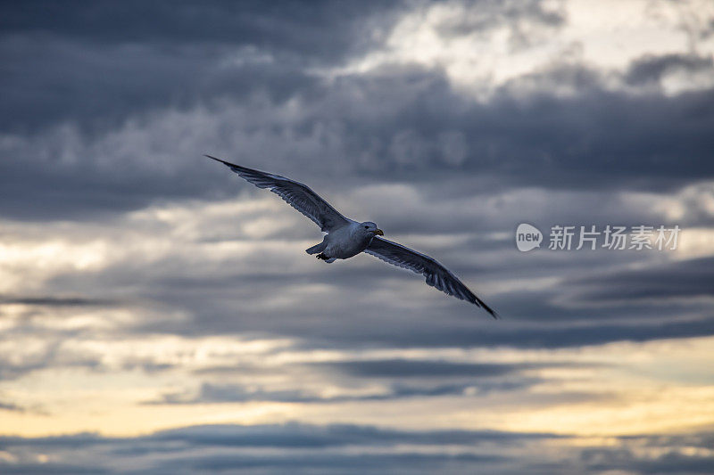 海鸥在黄金时段美丽的天空翱翔