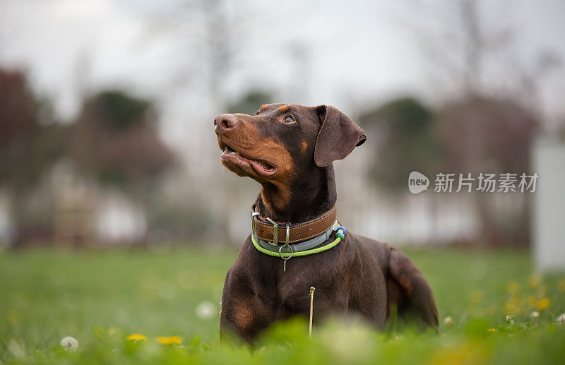 小杜宾犬正坐在草地上。