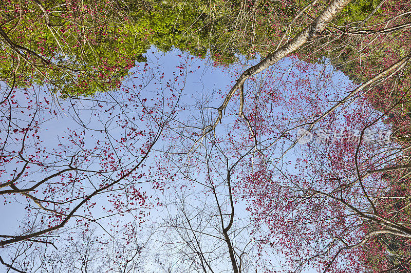 春日樱花映着天空。