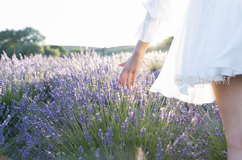 漫步在薰衣草田