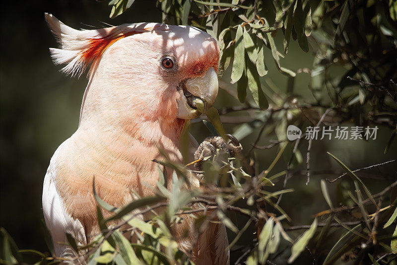 米切尔少校的凤头鹦鹉