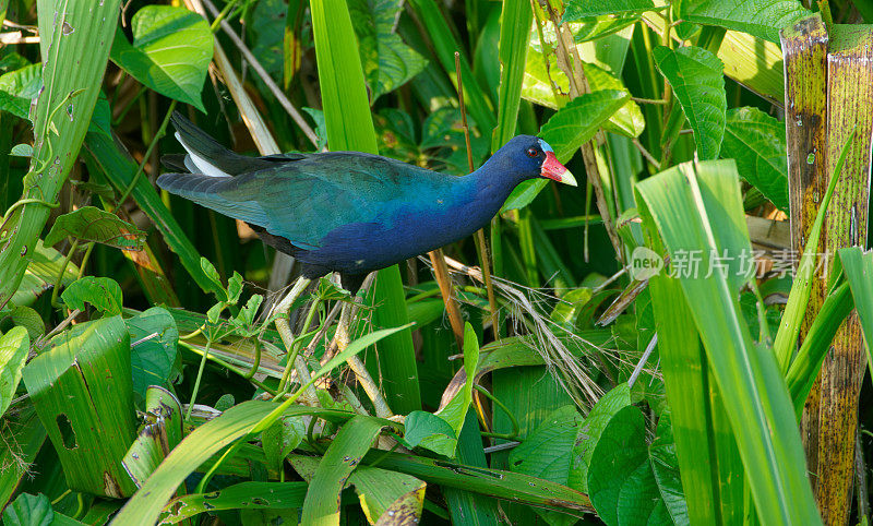 紫色Gallinule