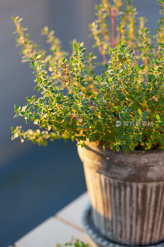 阳台花盆里的百里香草本植物，城市集装箱花园概念
