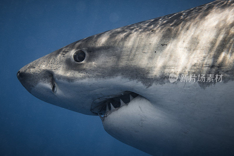 凶险的大白鲨游过，露出牙齿和虹膜
