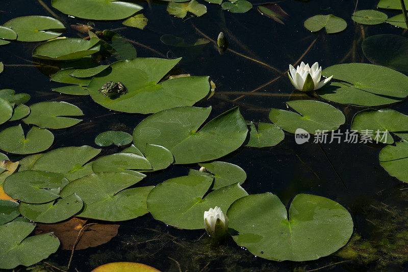 睡莲花和绿叶的形象