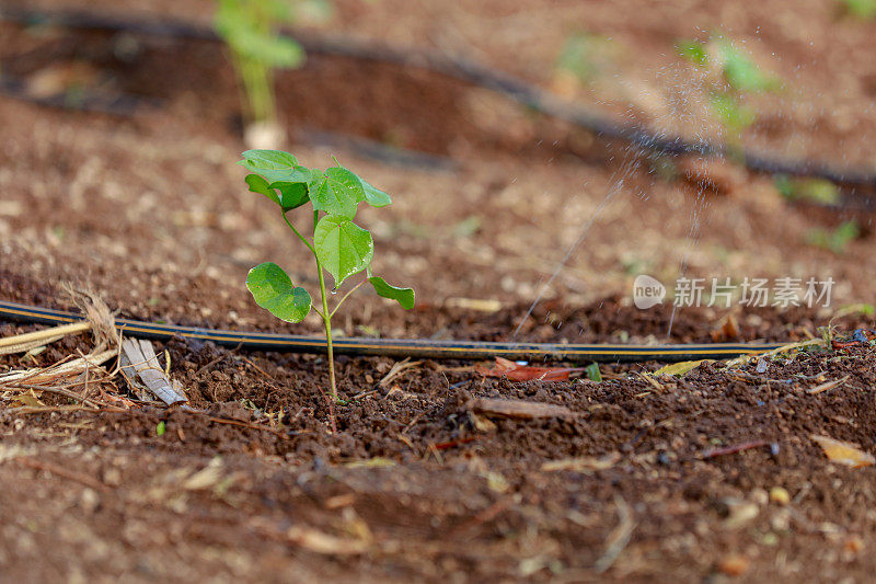 印度农业棉花幼树，小植物生长在农场