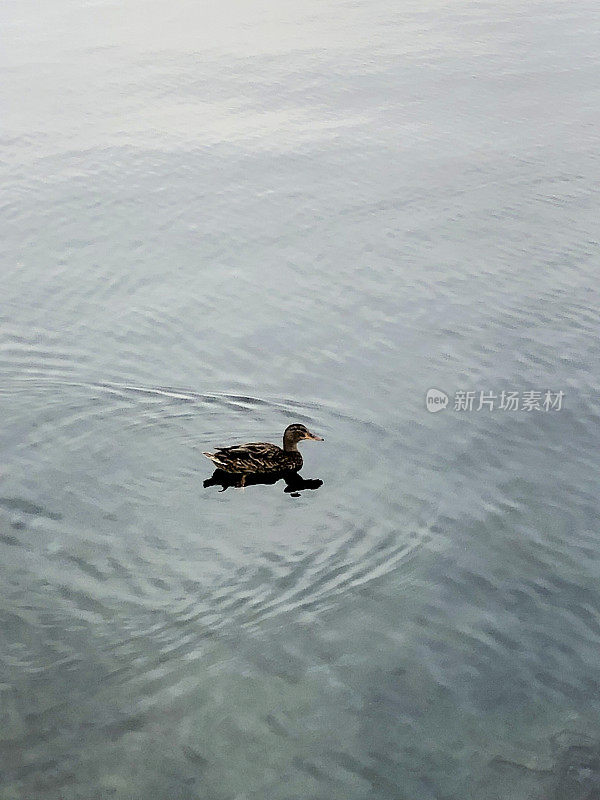 海上的鸭子