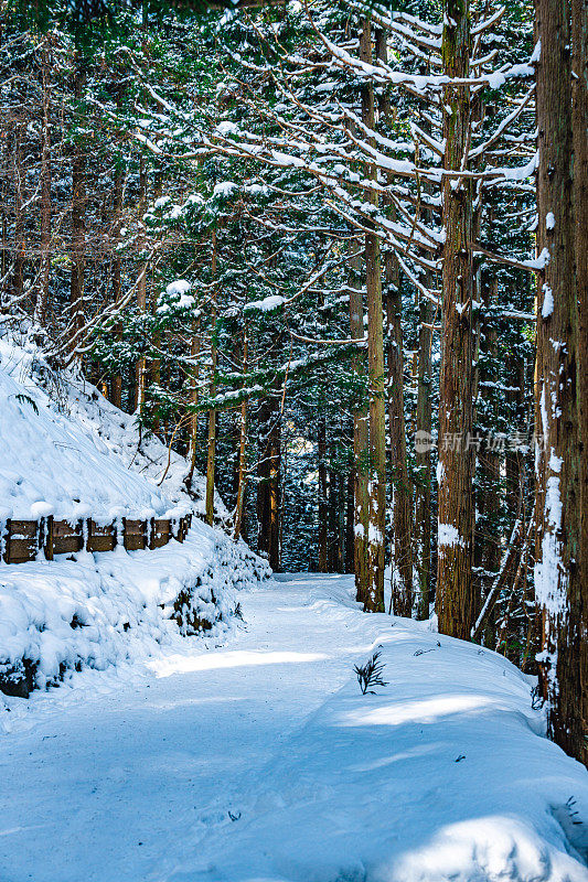 日本长野，冬天白雪覆盖的松林小路