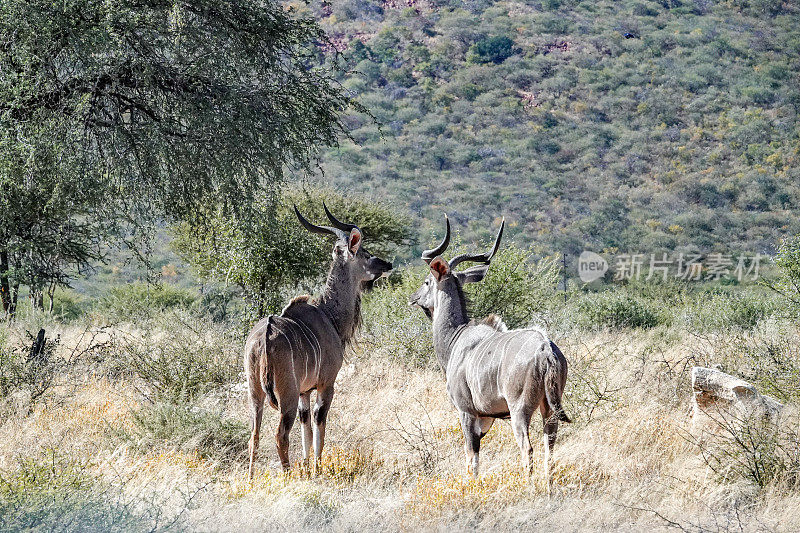 在纳米比亚Otjozondjupa地区的Omboroko山脉的Kudu