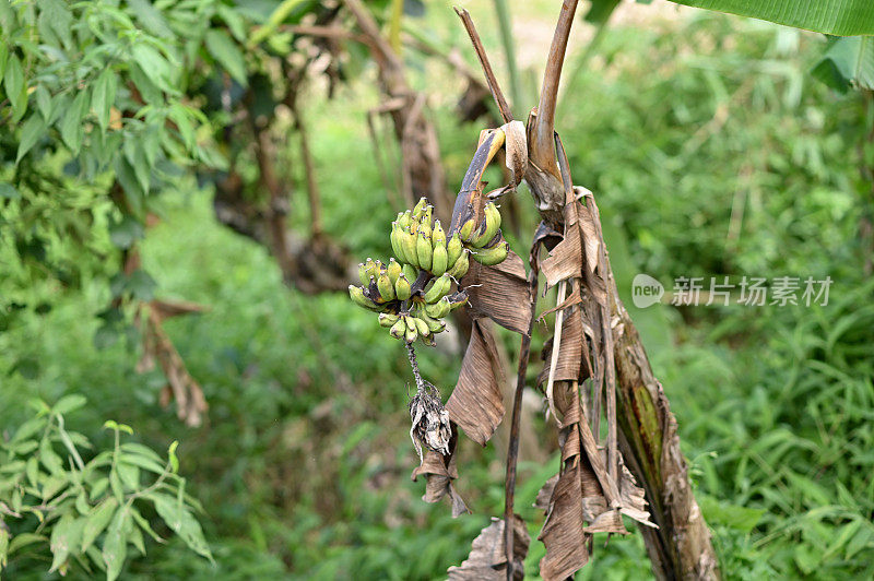 香蕉有害虫