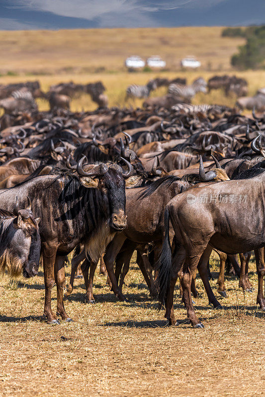 草原斑马和角马羚羊在大迁徙中的野生动物。