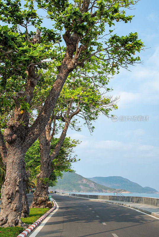 早晨在孔道与道路两旁的古老的鹰树，孔山岛，巴里亚头省