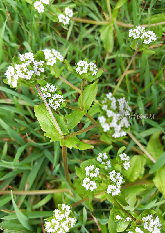 普通玉米沙拉(locusta缬草)