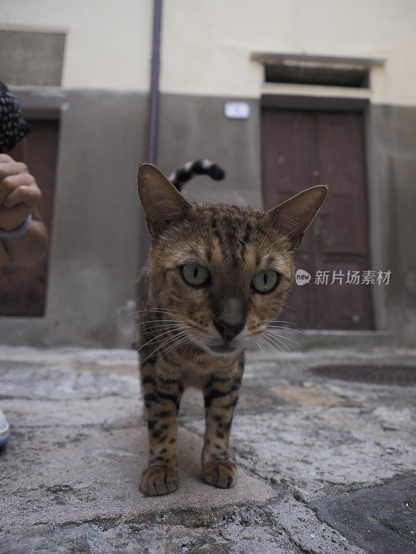 流浪猫在街上