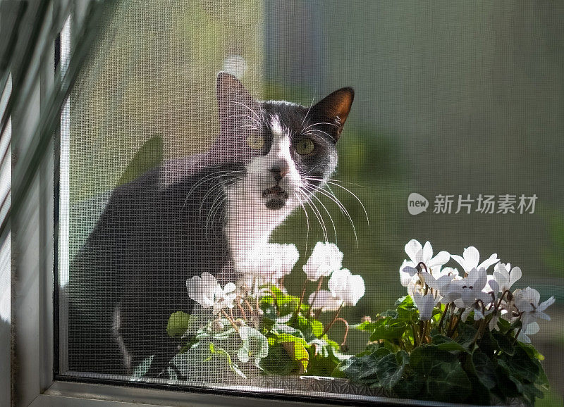 奇怪的猫从窗户往外看