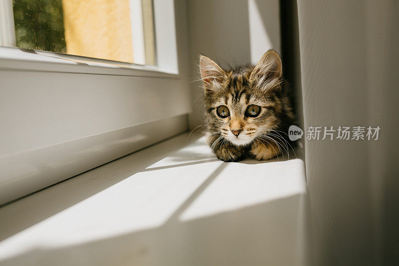 小猫站在窗户上望着外面