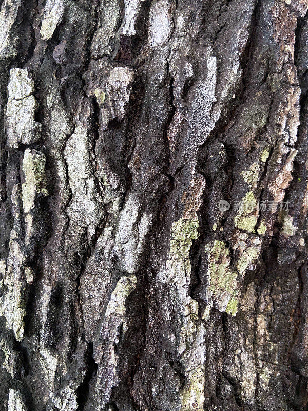 一个肮脏的树皮纹理，模式，映射在3Ds自然风格