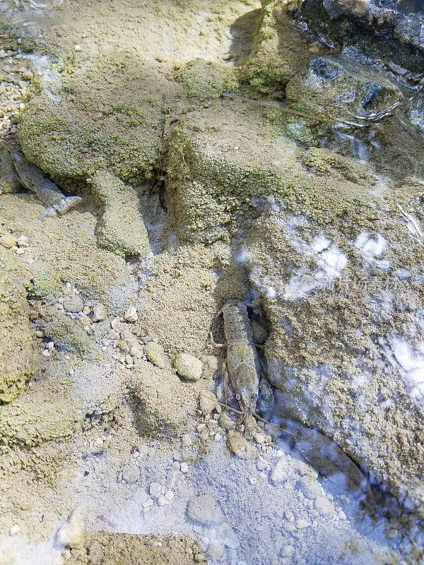 基岩地层植物藻类露头溪流的河流地貌