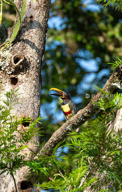 在南美洲阿根廷和巴西交界的伊瓜苏国家公园里，一只栗色耳朵的阿拉卡里巨嘴鸟站在令人叹为观止的伊瓜苏瀑布上