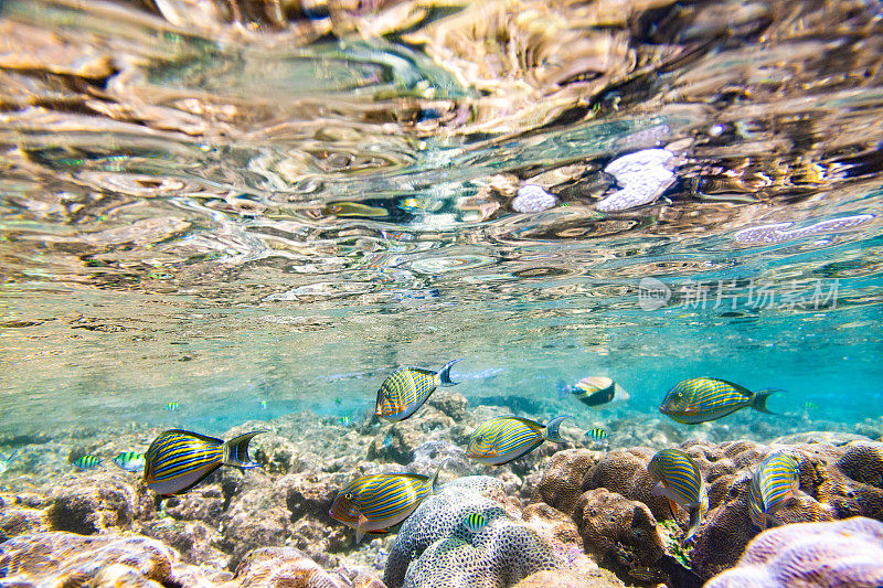 五彩缤纷的水下景象，珊瑚礁和热带鱼，海卡杜瓦。