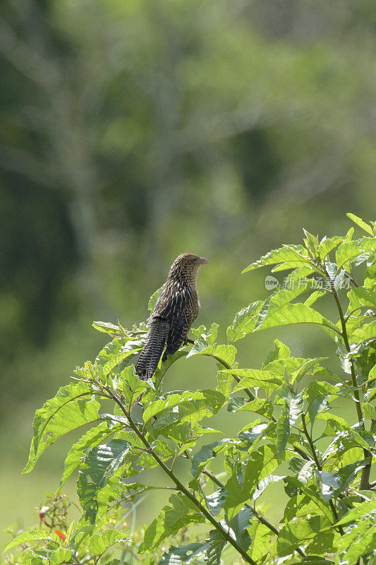 黑色Coucal