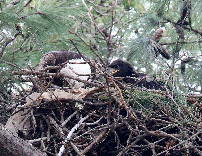 秃鹰在巢中喂养幼鹰