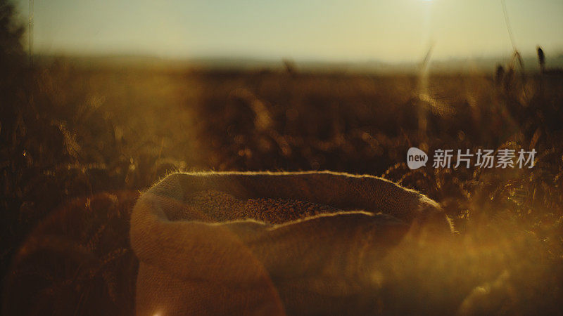 在夕阳西下的麦田里，一个装满谷物的黄麻麻袋占据了舞台的中心，被落日温暖的光芒所拥抱