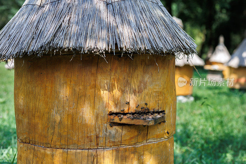 用于养蜂和在盛开的田野里采集蜂蜜的养蜂用的木盒或蜂箱。