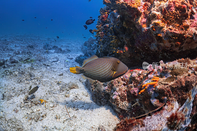 黄线触发鱼在珊瑚礁周围游泳在深海中潜水摄影探索旅游活动水下蓝色背景景观在安达曼海，泰国
