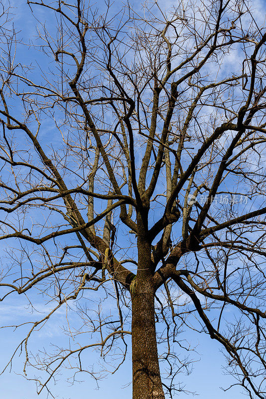 在一张垂直照片中，光秃秃的树枝延伸到清澈的蓝色广阔空间，预示着春天的宁静开始