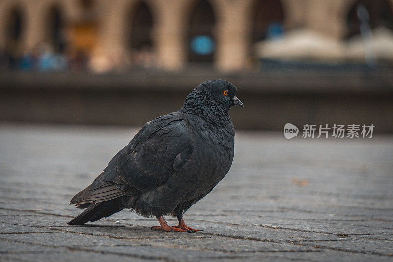 蜷曲的鸽子坐在市集广场上，城市的背景模糊不清