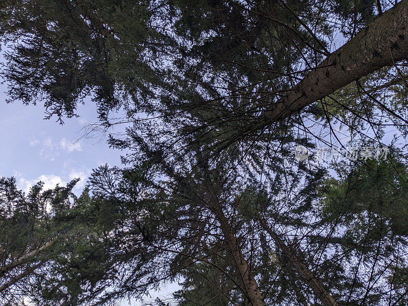 针叶林中高大的云杉树梢的底景。照片。