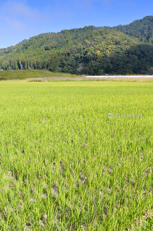 京都稻田美丽的垂直景观绿稻与蓝丝在京都日本十一月