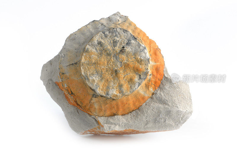 白色背景上的海绵化石