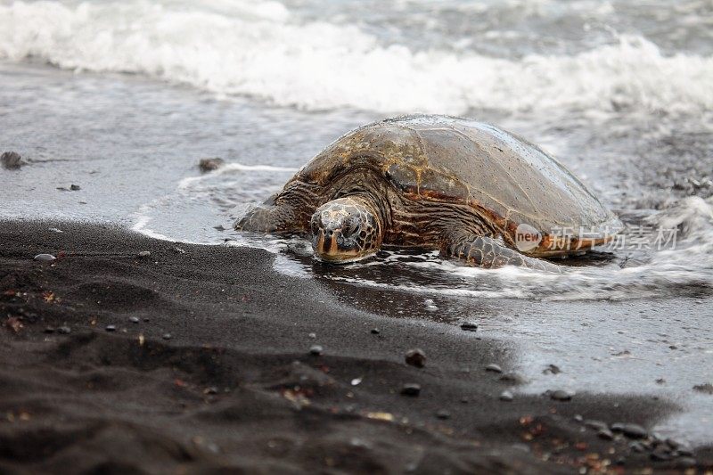黑海滩的海龟，夏威夷大岛
