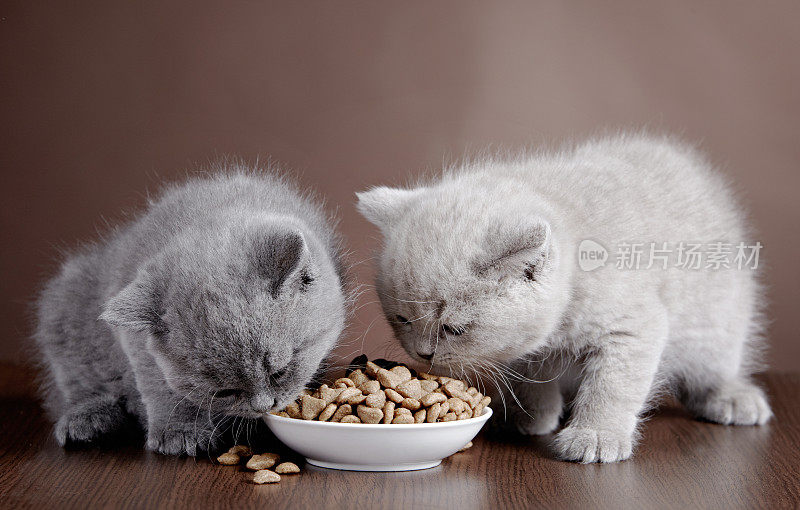 两只小猫共用一个碗吃晚餐
